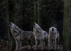Волки - документальные