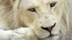 Возвращение Белого Льва