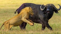 Лев против буйвола. Кровная вражда