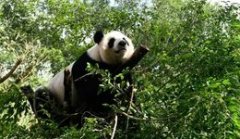 Гигантская панда на свободе