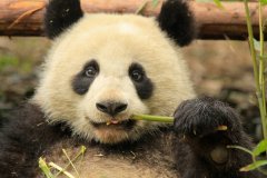 Гигантские панды - последнее убежище