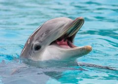 Дельфины - документальные