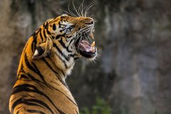 Тигры - документальные