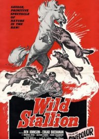 Дикий жеребец