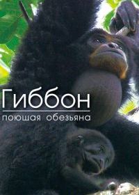 Гиббон - поющая обезьяна
