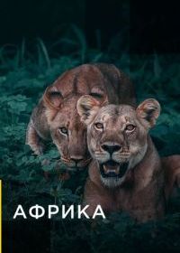 Африка