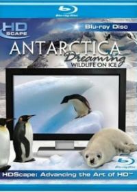 Антарктика - Дикая жизнь на льду