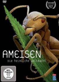 Муравьи. Тайная сила природы