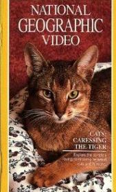 Кошки: Ласковые тигры