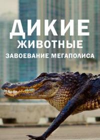 Дикие животные: Завоевание мегаполиса