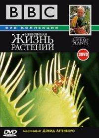BBC: Невидимая жизнь растений