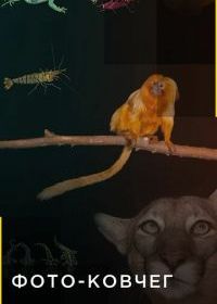 Фото-ковчег