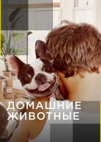 Домашние животные