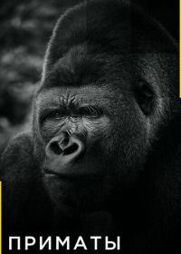 Приматы