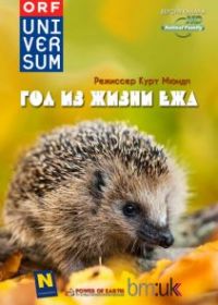 Год из жизни ежа