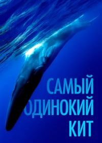Самый одинокий кит